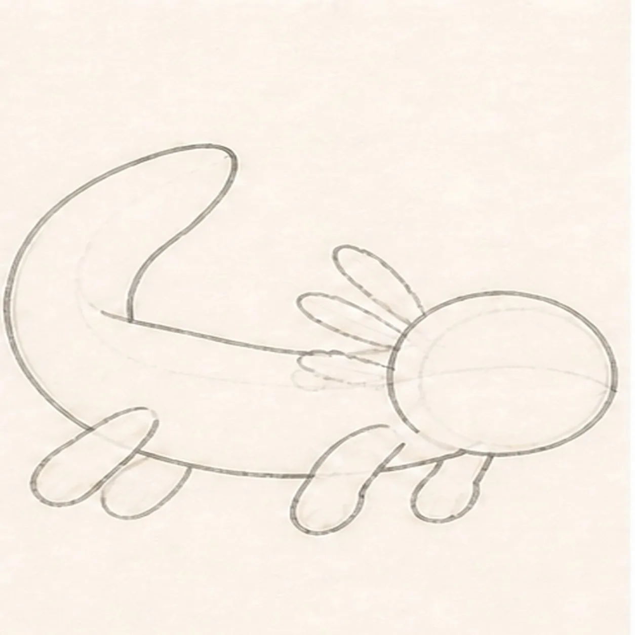 Fit the legs and gill fan stage for how to draw a swimming axolotl